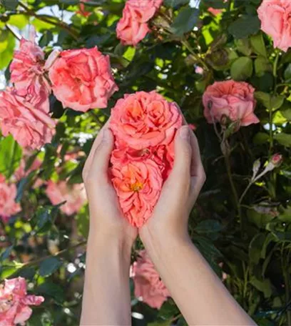 Die Rose – die Königin der Pflanzen für Balkon und Terrasse