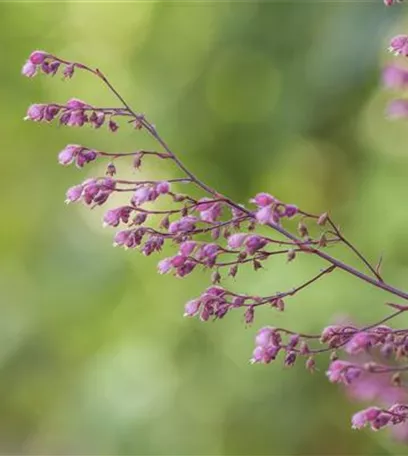 Das Purpurglöckchen – Zarte und filigrane Schönheit