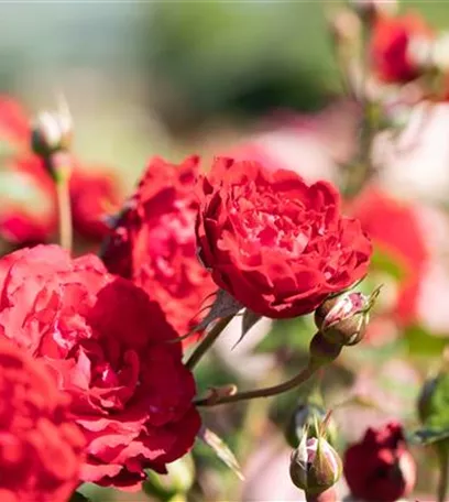 Die Rose – die Königin der Pflanzen für Balkon und Terrasse