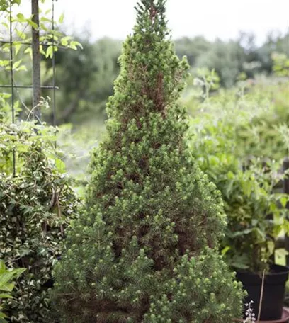 Die Zuckerhutfichte, voller Harmonie Floragard