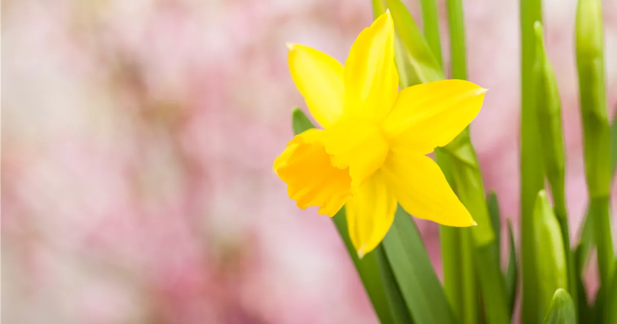 Frühling auf dem Balkon Frühblüher pflanzen im Herbst Floragard