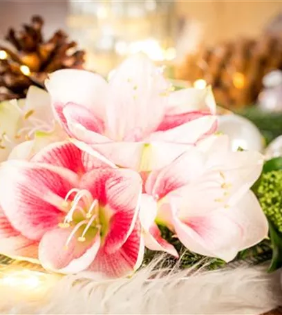 Amaryllis – weihnachtlicher Blütentraum