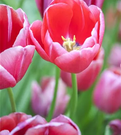 Tulpenzwiebeln einpflanzen – Beetgestaltung mit Tulpen