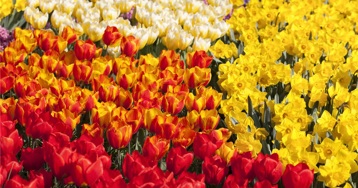 Tulpenzwiebeln einpflanzen Beetgestaltung mit Tulpen Floragard