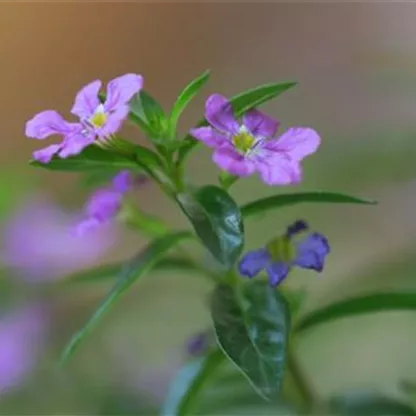 Köcherblume - Einpflanzen im Garten