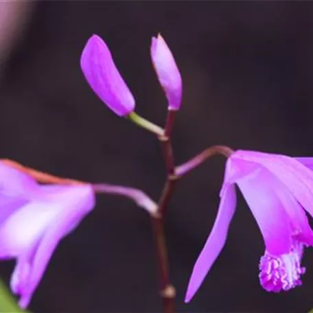 China-Orchidee - Einpflanzen im Garten