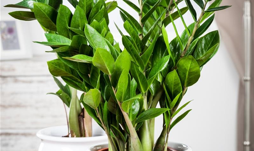 Glücksfeder Floragard Pflanzeninfothek