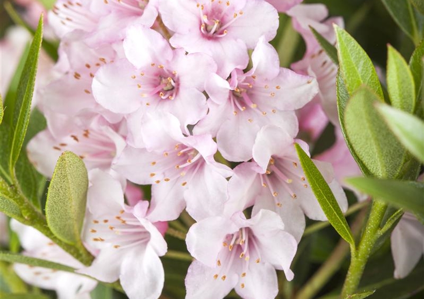 Rhododendron 'Bloombux'® Floragard Pflanzeninfothek