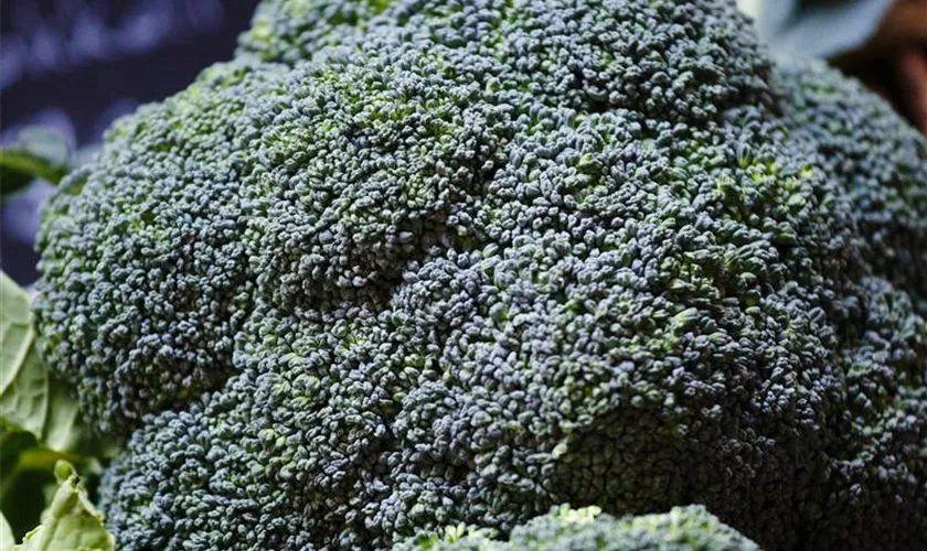Broccoli-Spargelkohl 'Calabrais'