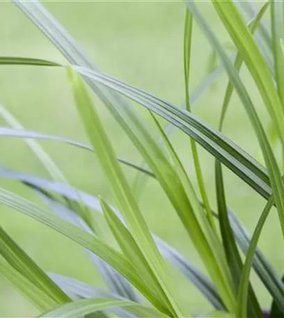 Carex – mehr als nur einfache Gräser