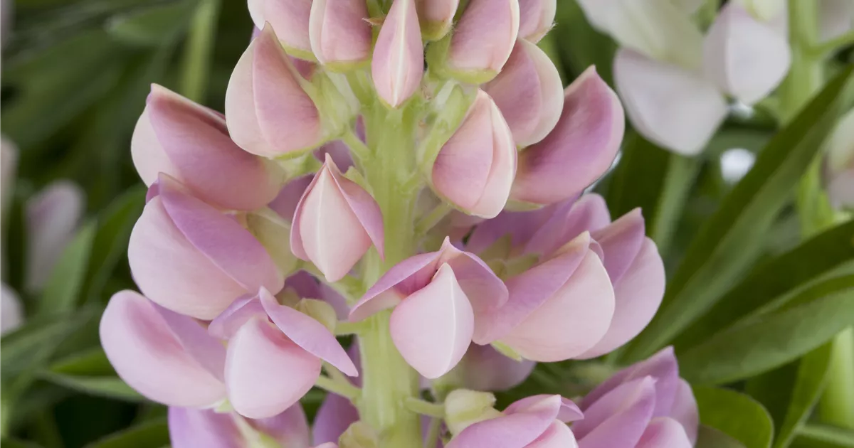Lupine 'Nanus Gallery' Pflanze, Pflege & Tipps Floragard