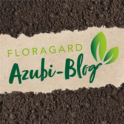 Azubi-Blog