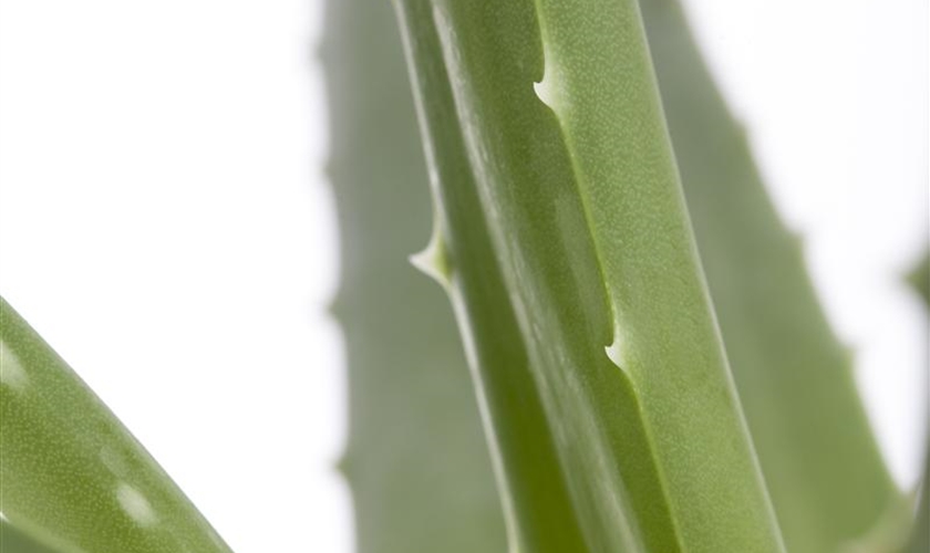 Echte Aloe Floragard Pflanzeninfothek