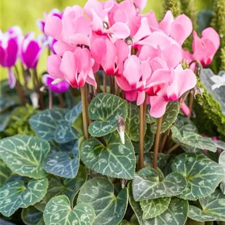 Cyclamen persicum 'Out-Land'