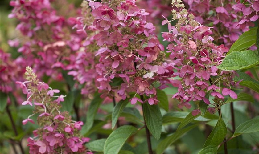 Pflanzen Online Kaufen Pflanzmich Garten Onlineshop Pflanzen Online Kaufen Pflanzmich Garten Onlineshop