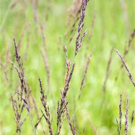 Kleines GartenPfeifengras 'Heidebraut' Floragard Pflanzeninfothek