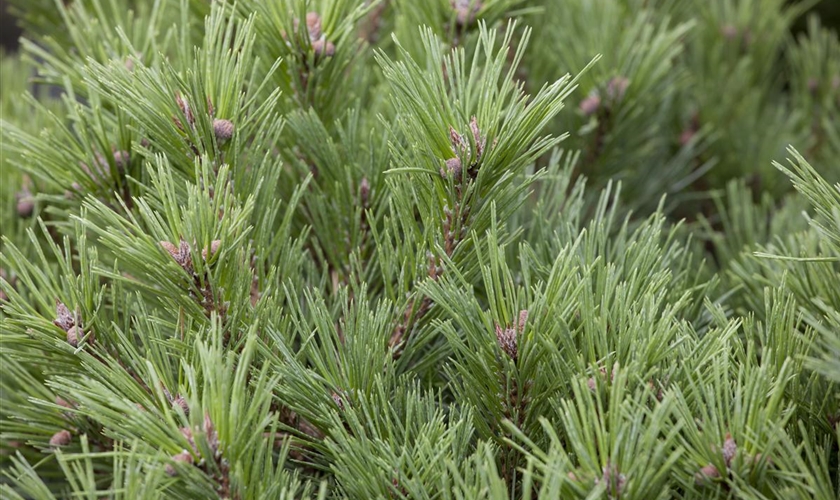 KrummholzKiefer Floragard Pflanzeninfothek