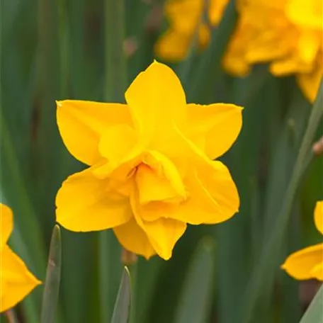 Narcissus Double