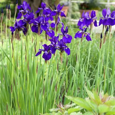 Iris sibirica, violett
