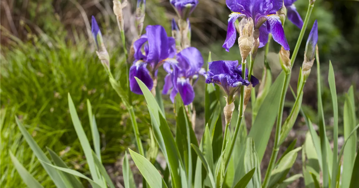 Iris x germanica 'Alfred' Pflanze, Pflege & Tipps Floragard