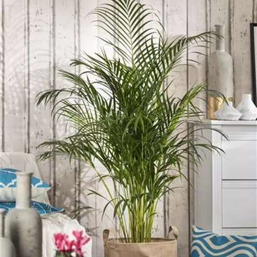 Palmen als Zimmerpflanzen