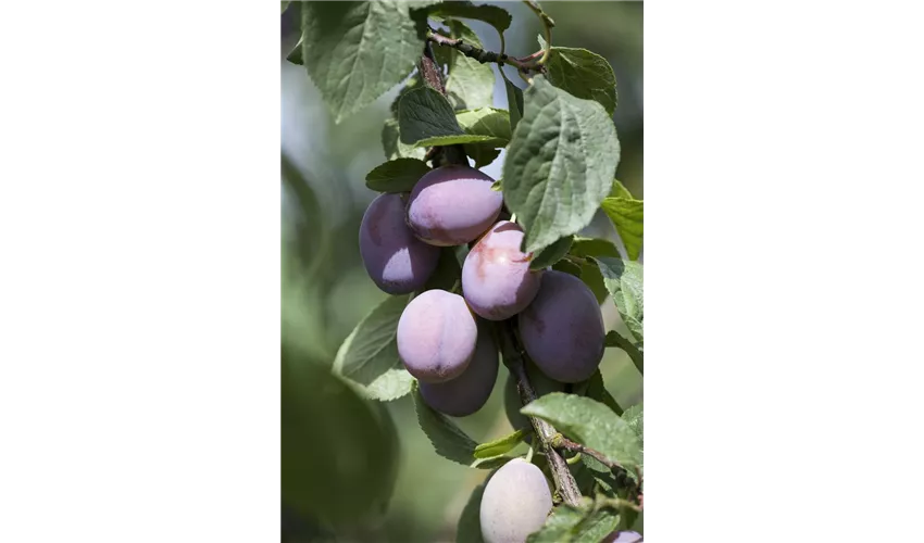 ▷ domestica Floragard Tipps Pflanze, Prunus \'Imperial\' & Pflege