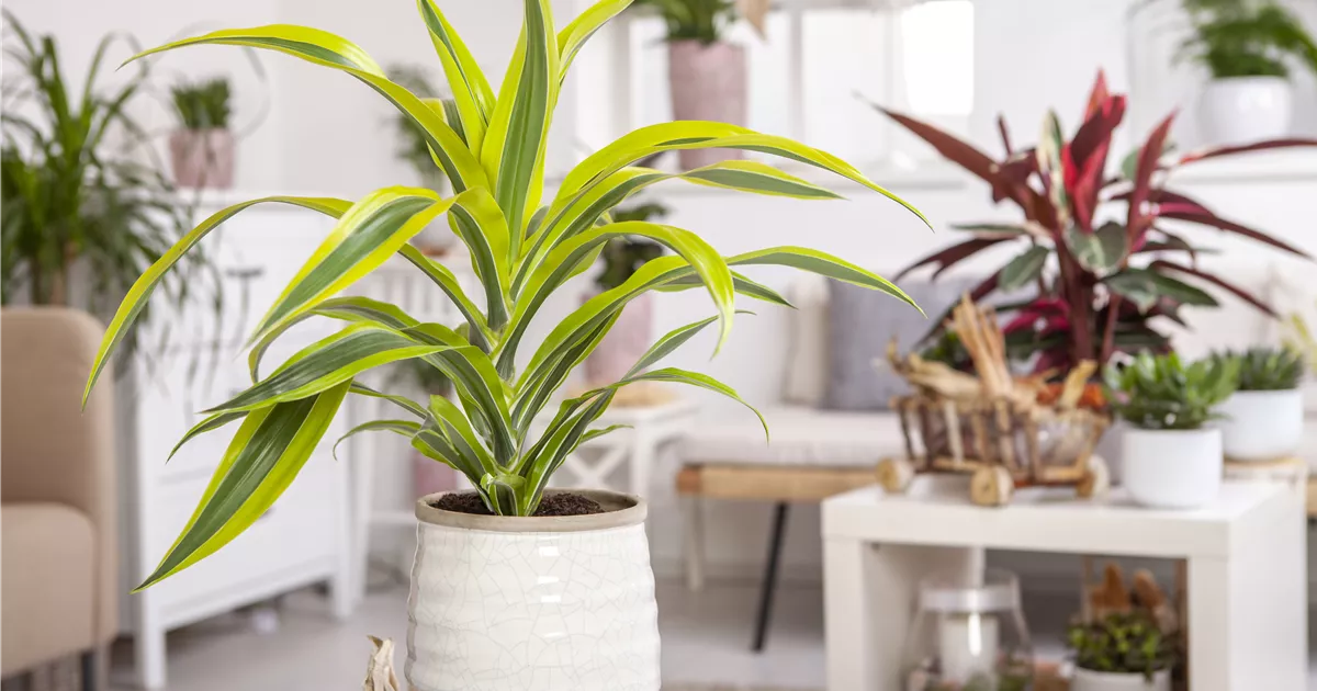 Die Pflege von Zimmerpflanzen Floragard