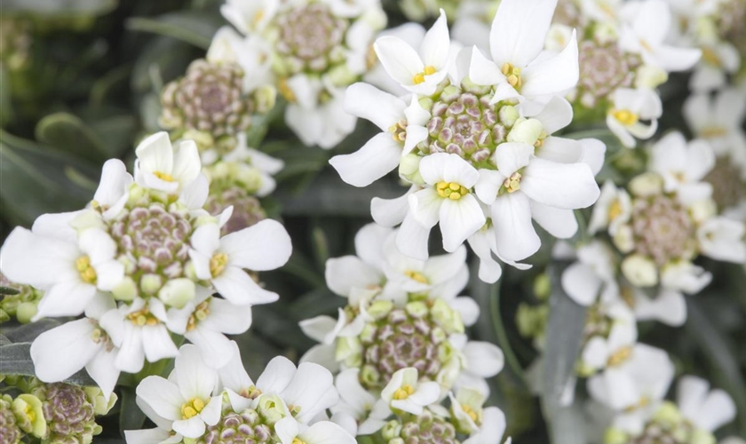 Immergrüne Schleifenblume Floragard Pflanzeninfothek