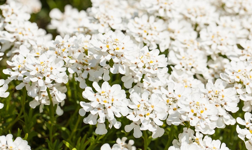 Immergrüne Schleifenblume Floragard Pflanzeninfothek