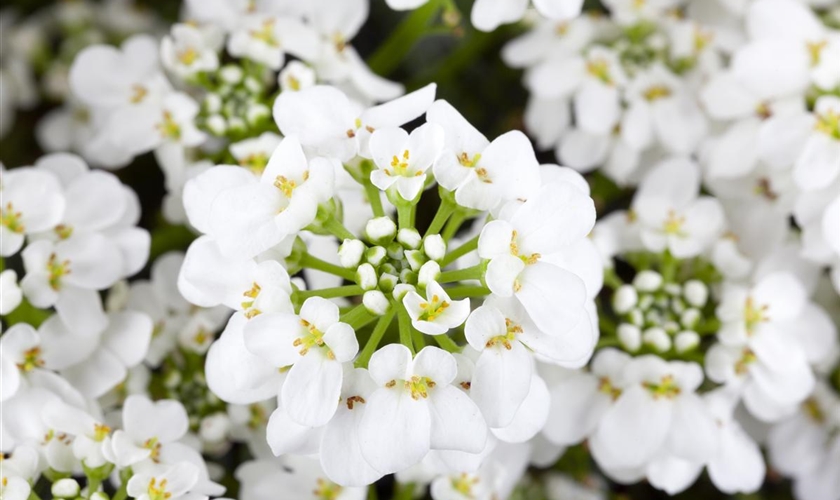 Immergrüne Schleifenblume Floragard Pflanzeninfothek