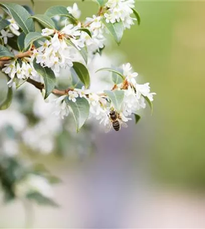 Frühblüher – das Frühlingsbuffet für Biene und Co.