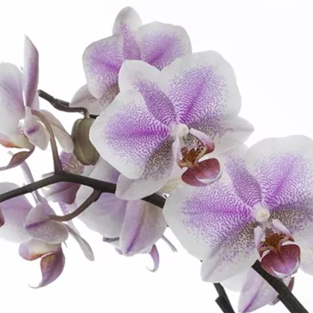 Amsterdam-Orchidee