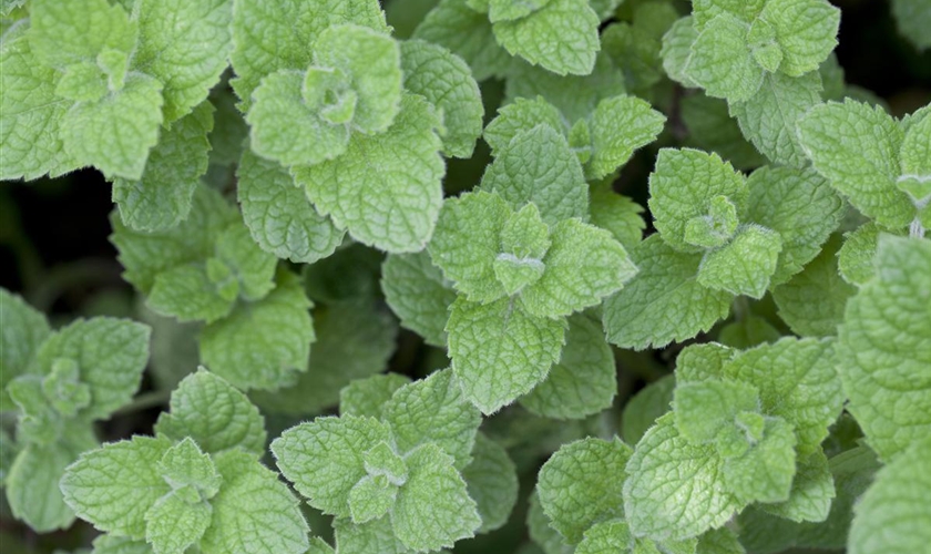 Marokkanische Minze - Floragard Pflanzeninfothek
