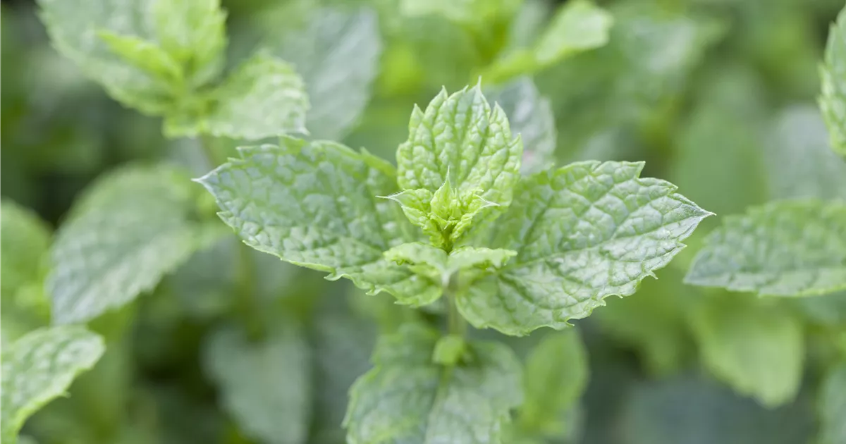Marokkanische Minze Pflanze, Pflege & Tipps Floragard