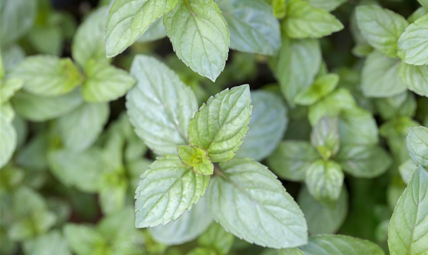 SchokoladenMinze Floragard Pflanzeninfothek