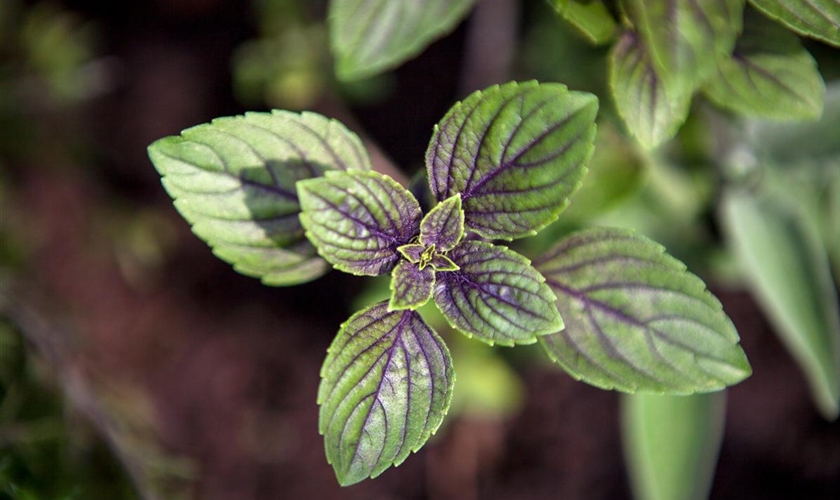 SchokoladenMinze Floragard Pflanzeninfothek