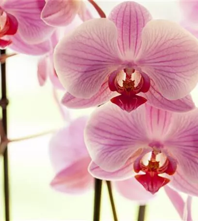 Orchideen für Anfänger und Profis