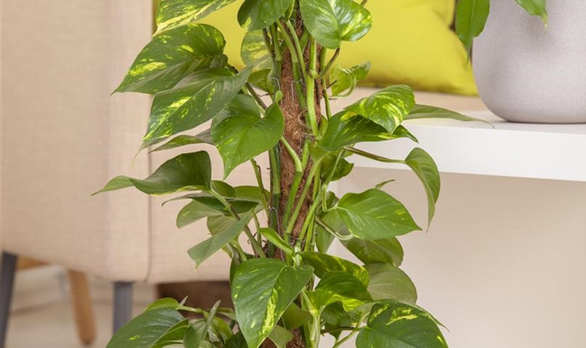 Goldene Efeutute Floragard Pflanzeninfothek