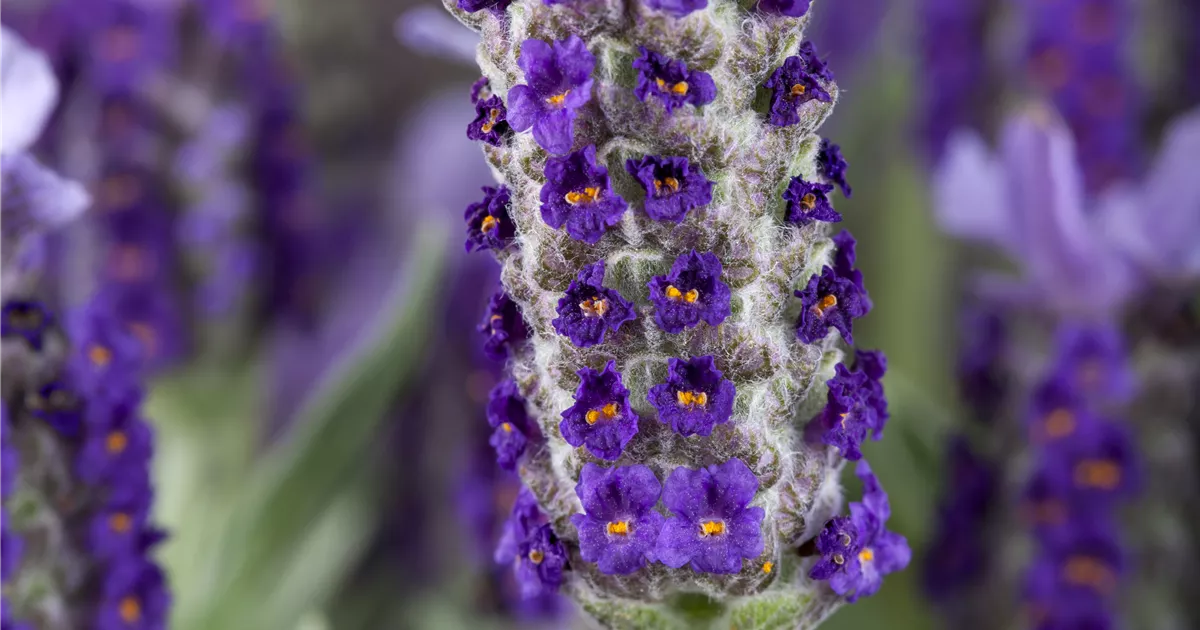 GartenSchopfLavendel 'Castilliano Violet' Pflanze, Pflege & Tipps
