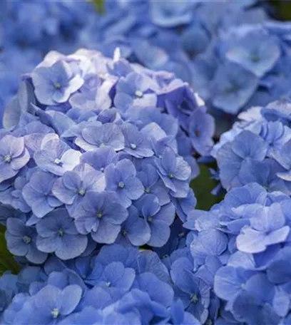 Die Blaublü(h)ter unter den Hortensien