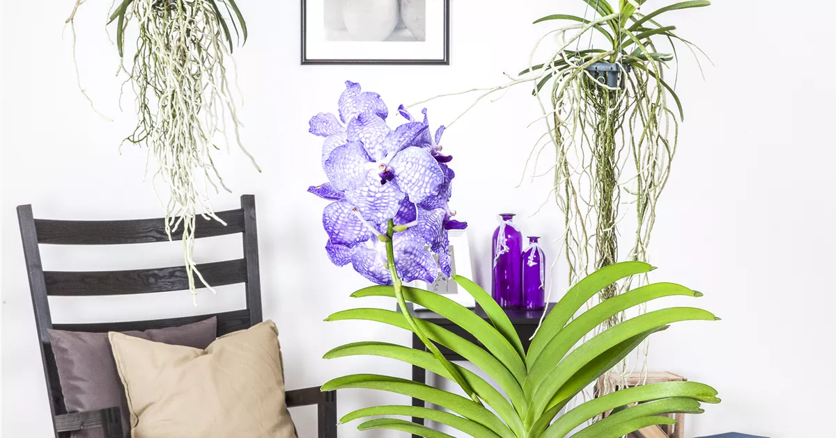 Vanda Pflanze, Pflege & Tipps Floragard