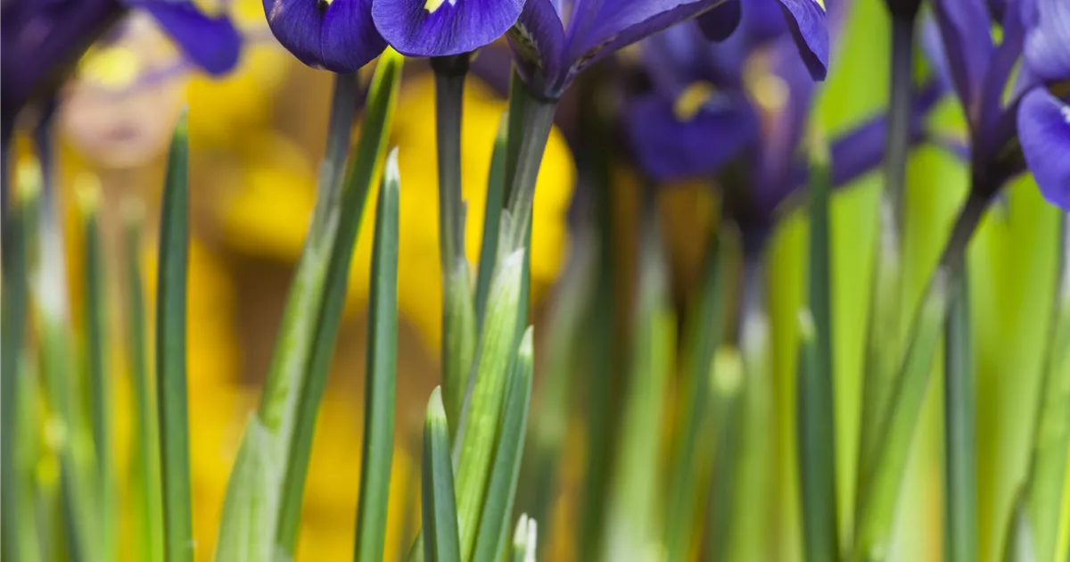 Iris reticulata Pflanze, Pflege & Tipps Floragard