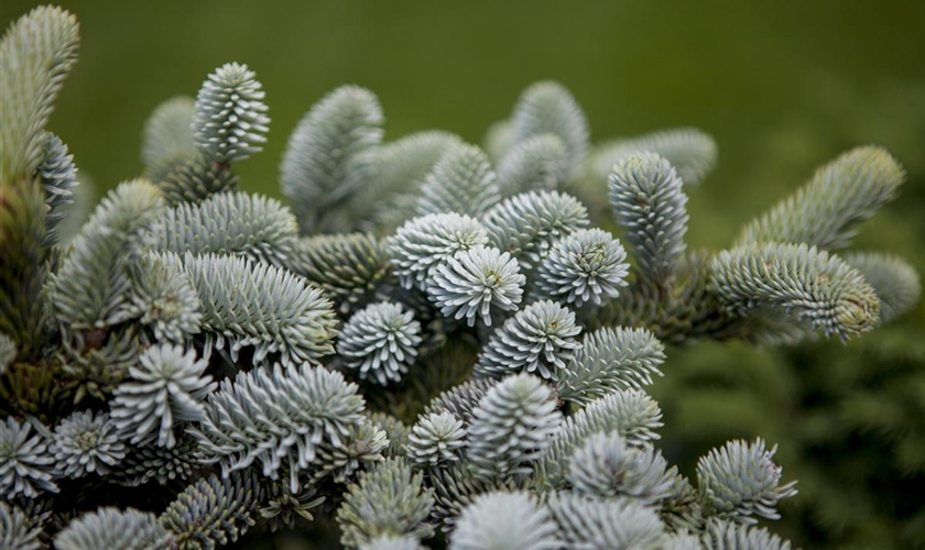 Blaue Spanische Tanne 'Glauca Compacta' Floragard Pflanzeninfothek