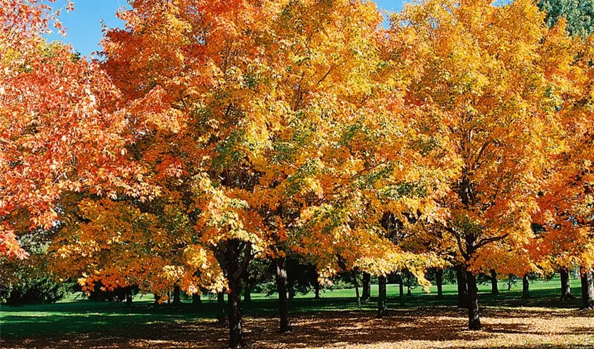 Acer Saccharum Temple S Upright Floragard Pflanzeninfothek