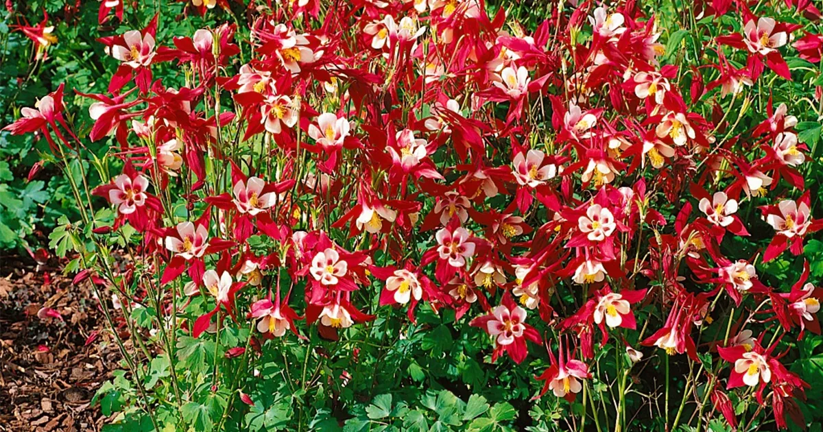 Langspornige GartenAkelei 'Crimson Star' Pflanze, Pflege & Tipps Floragard