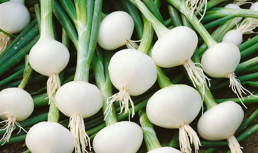 Perlzwiebel 'De Barletta' Floragard Pflanzeninfothek