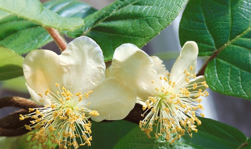 Kiwi 'Atlas' (männlich) Floragard Pflanzeninfothek