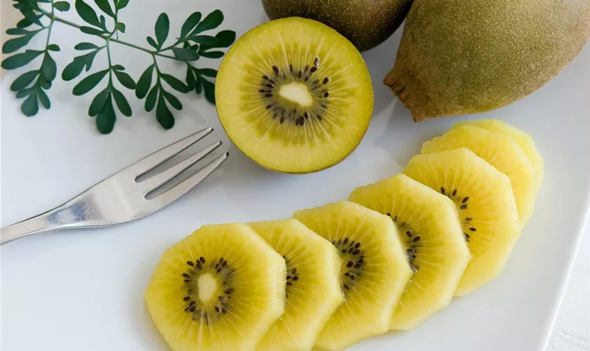 Kiwi 'Golden Kiwi' Pflanze, Pflege & Tipps Floragard