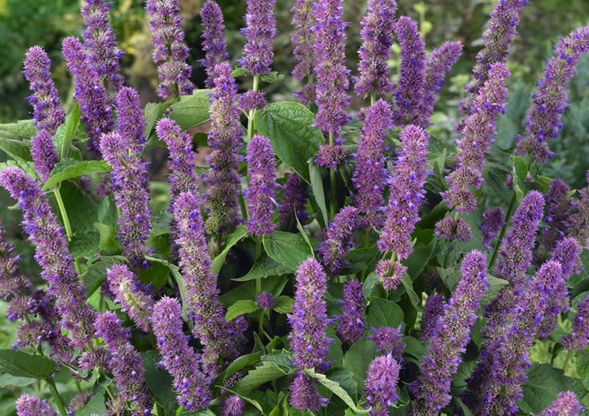 GartenDuftnessel 'Mauve Beauty' Floragard Pflanzeninfothek