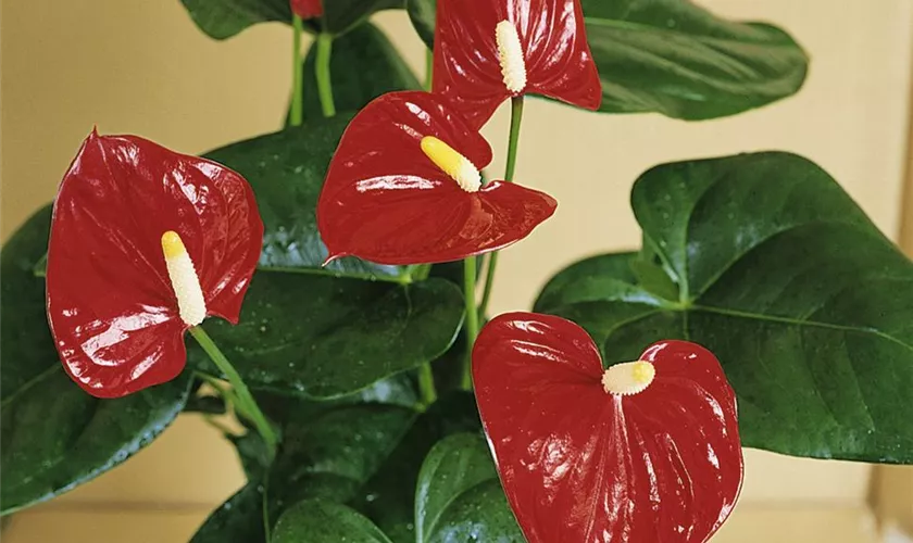 Anthurium Andreanum Pflege